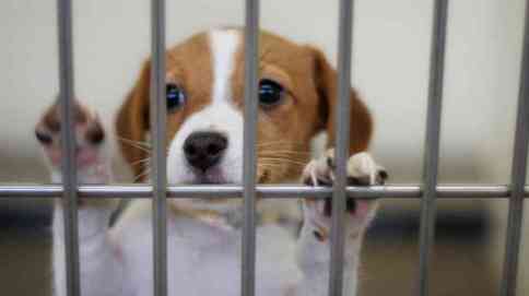 puppy in shelter